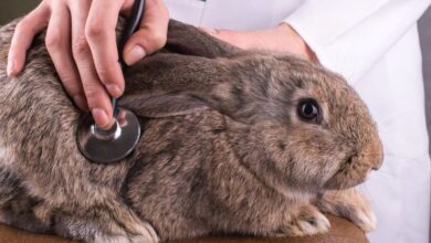 How to Find a Good Rabbit Veterinarian