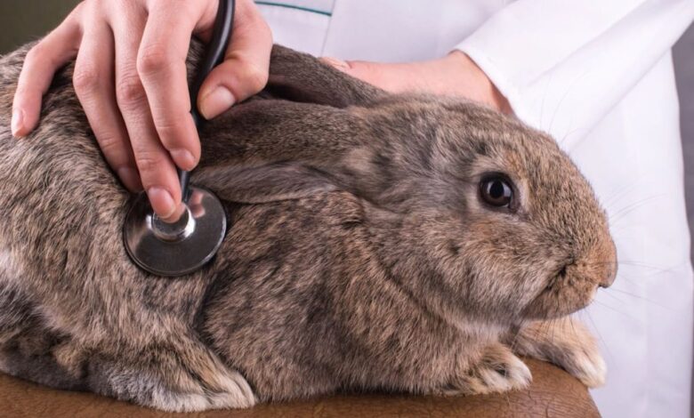 How to Find a Good Rabbit Veterinarian How to Find a Good Rabbit Veterinarian