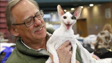 Unusual Breeds: Cornish Rex