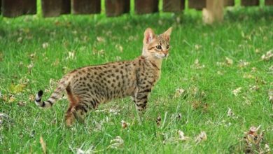Savannah Cat: Breed Info, Facts, Care & Pictures
