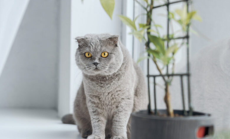 Scottish Fold Cat Breed Guide