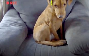 Couple Sets Up Camera, Catches Cat Comforting Their Distressed Dog