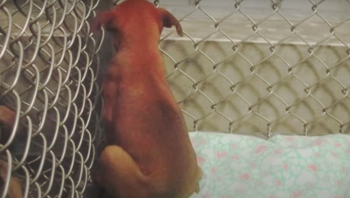 Runaway Dog Stuck In Shelter For 2-Years Smells ‘Home’ From Her Kennel
