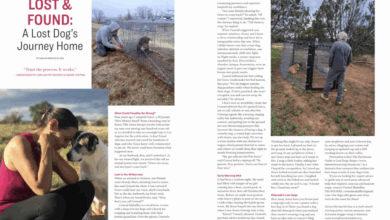 A Lost Dog’s Journey Home