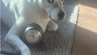 Can Your Dog Can Teach You to Lasso Time?