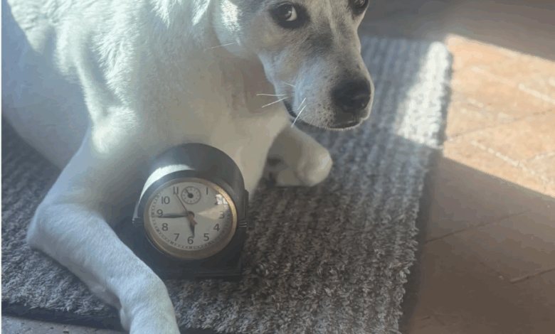 Can Your Dog Can Teach You to Lasso Time? Can Your Dog Can Teach You to Lasso Time?