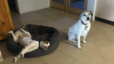Pawsitive Highlights: January 2025 Edition