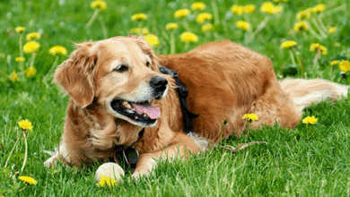 8 Things You Need For Service Dog Training – Rabbitgoo