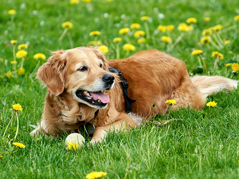 8 Things You Need For Service Dog Training – Rabbitgoo 8 Things You Need For Service Dog Training – Rabbitgoo
