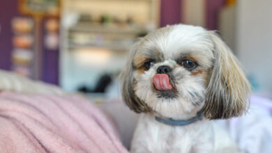 Top 10 Apartment Dogs by Shedding, Noise, Energy & more