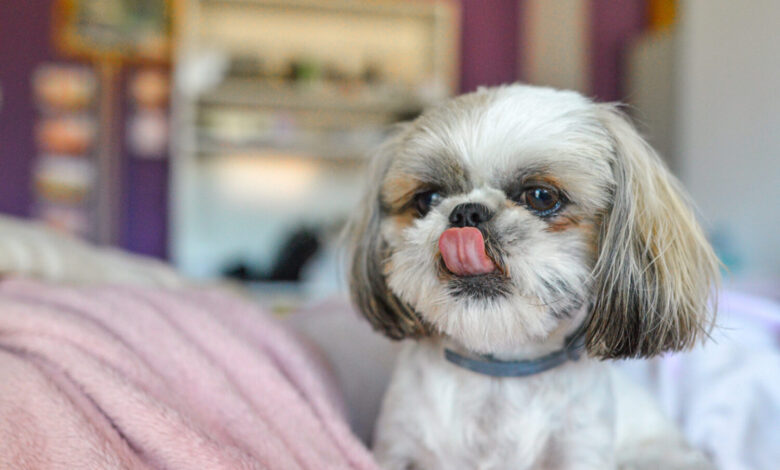 Top 10 Apartment Dogs by Shedding, Noise, Energy & more