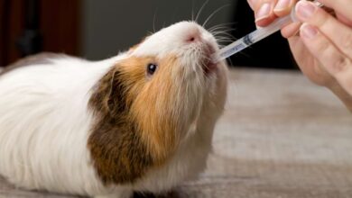 How to Find a Good Guinea Pig Veterinarian