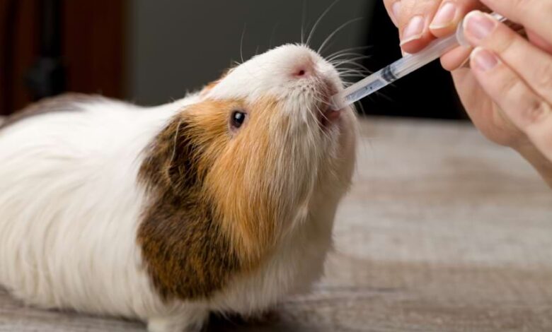 How to Find a Good Guinea Pig Veterinarian How to Find a Good Guinea Pig Veterinarian