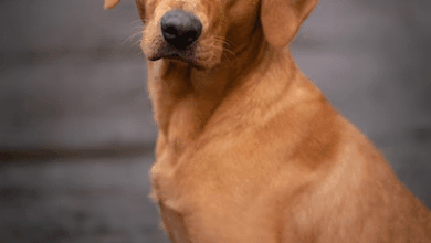 The Top Signs Your Dog Needs To Be Neutered