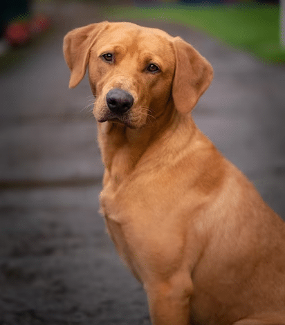 The Top Signs Your Dog Needs To Be Neutered The Top Signs Your Dog Needs To Be Neutered