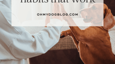 Simple Dog Training Habits That Actually Work