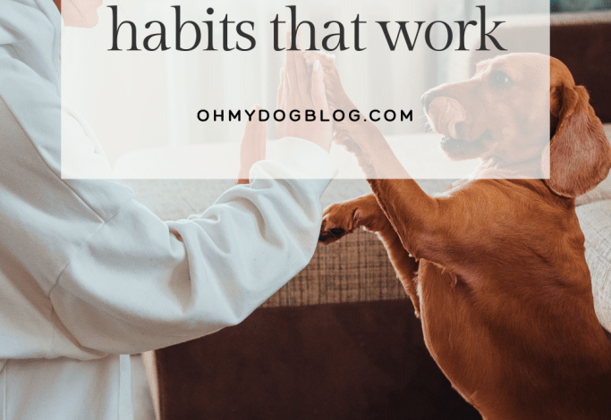 Simple Dog Training Habits That Actually Work