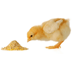 Chicken Feed – The Complete Guide To Keeping Poultry