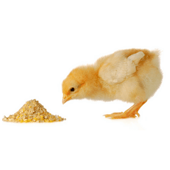Chicken Feed – The Complete Guide To Keeping Poultry Chicken Feed – The Complete Guide To Keeping Poultry