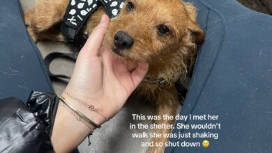 Senior Dog Given 1-Year to Live But Then It All Changed In An Instant