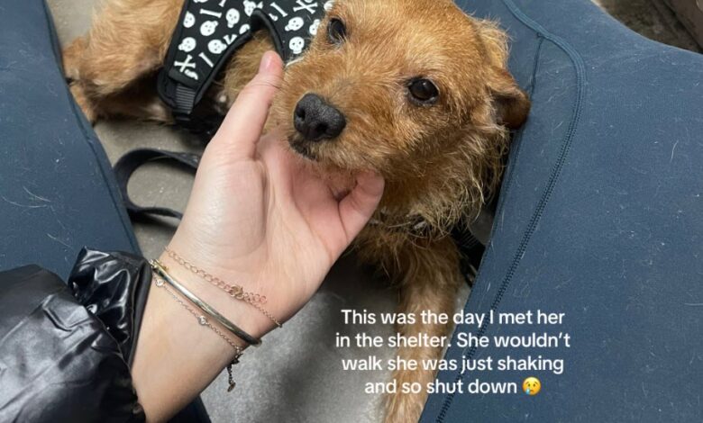 Senior Dog Given 1-Year to Live But Then It All Changed In An Instant