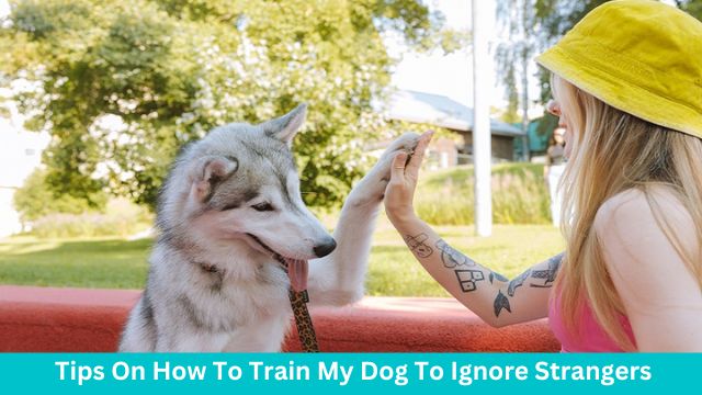 How to train my dog to ignore strangers? How to train my dog to ignore strangers?