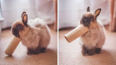 How to Play With Your Pet Rabbit