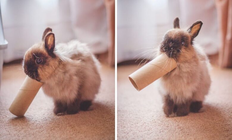 How to Play With Your Pet Rabbit How to Play With Your Pet Rabbit