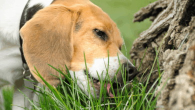 Why Do Dogs Eat Grass Outside? 🤔 The Mystery Unleashed! • Kritter Kommunity