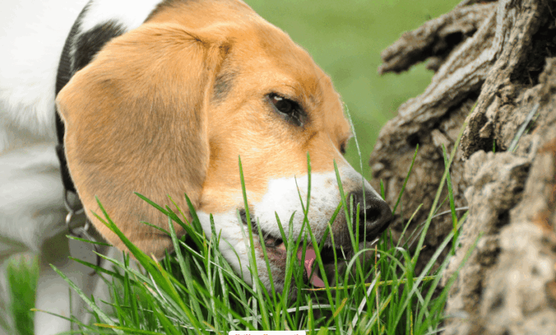 Why Do Dogs Eat Grass Outside? đ¤ The Mystery Unleashed! ⢠Kritter Kommunity Why Do Dogs Eat Grass Outside? đ¤ The Mystery Unleashed! ⢠Kritter Kommunity
