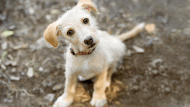 Doggos Who Make the Cutest Expressions When They Hear Strange Noises 🐶👀🎵 • Kritter Kommunity