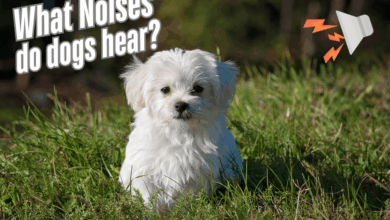Noises Only Dogs Can Hear • Kritter Kommunity