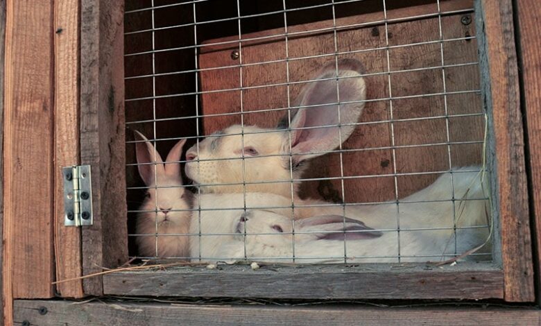 16 Surprising Facts About Pet Rabbits (2024 Update) 16 Surprising Facts About Pet Rabbits (2024 Update)