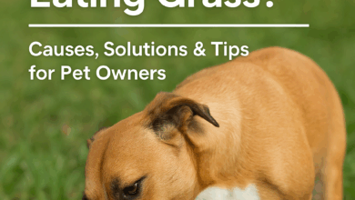 Why Is My Dog Eating Grass?