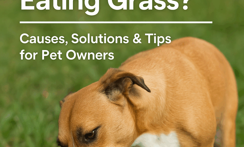 Why Is My Dog Eating Grass? Why Is My Dog Eating Grass?