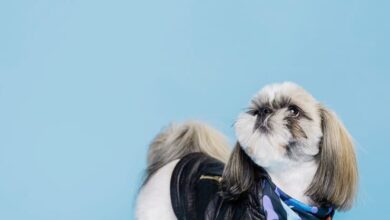 4 Major Perspectives Why Shih Tzu Are The Worst Dogs