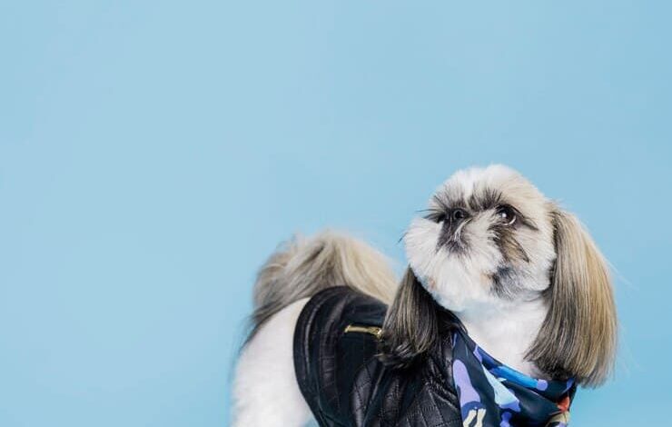 4 Major Perspectives Why Shih Tzu Are The Worst Dogs 4 Major Perspectives Why Shih Tzu Are The Worst Dogs