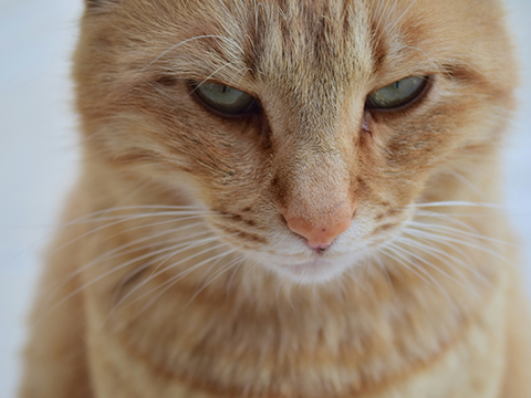 Why Do Cats Not Like Water? 5 Reasons – Rabbitgoo