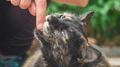 Causes And Solutions – Rabbitgoo