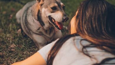 6 Signs You’re Ready to Adopt Your First Pet
