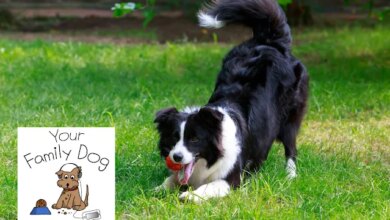 Canine Behaviour with Marc Bekoff and Zazie Todd on Your Family Dog