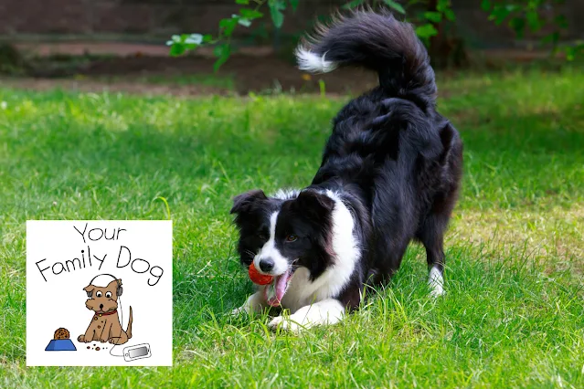 Canine Behaviour with Marc Bekoff and Zazie Todd on Your Family Dog