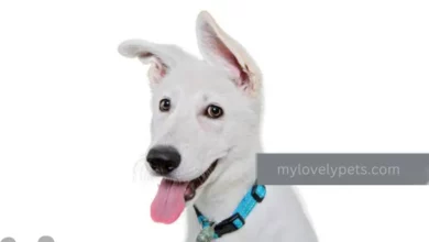 How to Build Confidence in a Dog: Simple Tips for Success