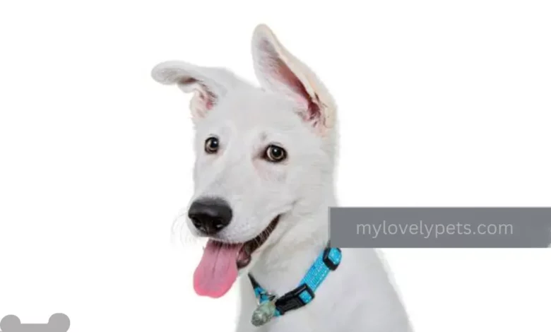 How to Build Confidence in a Dog: Simple Tips for Success How to Build Confidence in a Dog: Simple Tips for Success