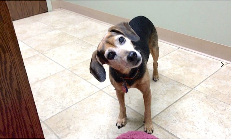 If Your Dog Is Afraid of Fireworks, Contact Your Vet Now If Your Dog Is Afraid of Fireworks, Contact Your Vet Now