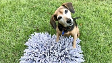 Evidence Suggests Dogs Prefer Free Food to Contrafreeloading