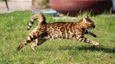 Cat Foaming at the Mouth? Here’s 6 Vet Reviewed Reasons Why