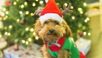 How to Dog-Proof a Christmas Tree – 7 Vet Approved Tips