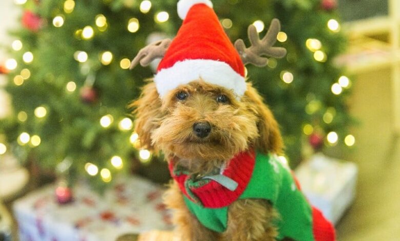 How to Dog-Proof a Christmas Tree – 7 Vet Approved Tips How to Dog-Proof a Christmas Tree – 7 Vet Approved Tips
