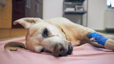 10 Neurological Issues in Dogs & Common Signs to Keep in Mind (Vet Answer)